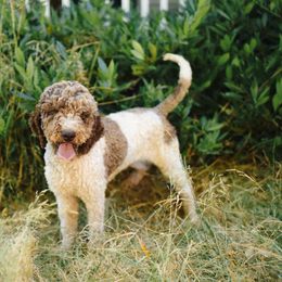 Abbey - Australian Labradoodle