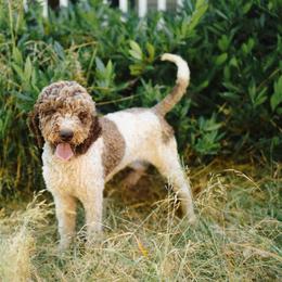 Abbey - Australian Labradoodle