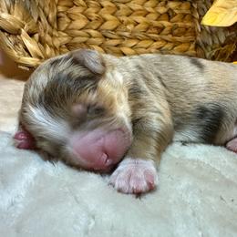 Books - Merle male Bernedoodle puppy in Scottsville, Kentucky from Barren River Bernedoodles and Poodles