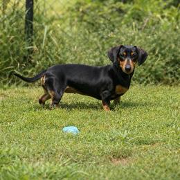 Zoe - Dachshund