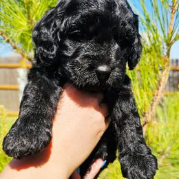 Snoop Dog - Black and tan male Cockapoo puppy in Indiahoma, Oklahoma from Phamily Doodles