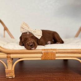 Girl 2 - Red  female Goldendoodle puppy in Elk Grove, California from Doodles by Faith