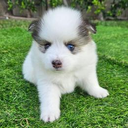 Nikki - Black and white female Pomsky puppy in Southern California, California from SoCal Pomskies LLC