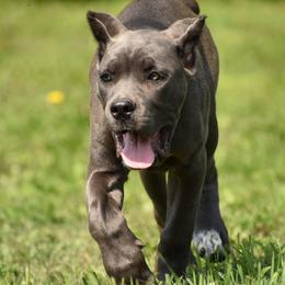 Cane Corso Puppies from Willow Creek Cane Corsos