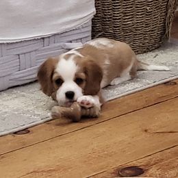 Cavalier King Charles Spaniel Puppies from Penny's from Heaven