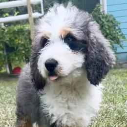 Green collar - Blue merle male Aussiedoodle puppy in Melrose, Florida from Howdilly Doodley