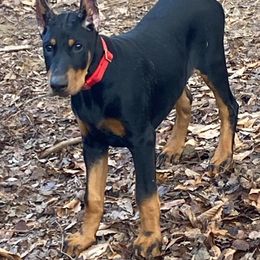 Doberman Pinschers from Pageo Dobermans