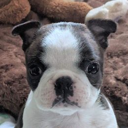 Boston Terrier and French Bulldog Puppies from Kennedy's Kennel