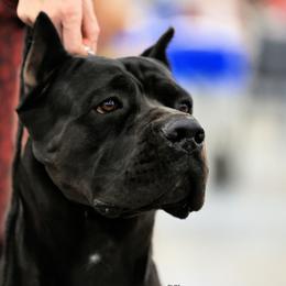 Artemis - Cane Corso