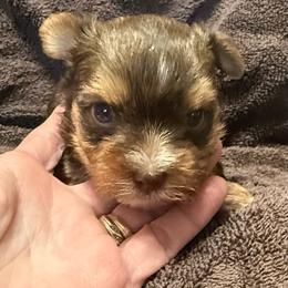 Gracie's Chocolate and Tan Boy - Chocolate and tan male Yorkshire Terrier puppy in Lexington, North Carolina from Silver Valley Yorkies