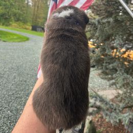 American Corgi Puppies from Patriot American Corgi