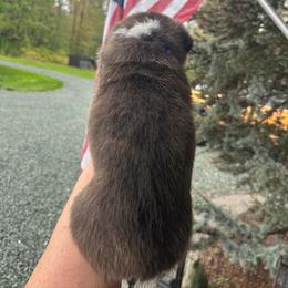 American Corgi Puppies from Patriot American Corgi