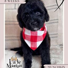 Munchkin - Black and chalk male Australian Labradoodle puppy in Eagle Mountain, Utah from Lake Mountain Doodle