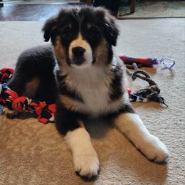 Australian Shepherd and Mastiff Puppies from Aussome Pups at Alexander Farm