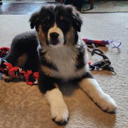 Australian Shepherd and Mastiff Puppies from Aussome Pups at Alexander Farm
