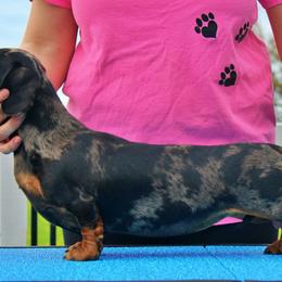 Cookie - Black and tan female Dachshund puppy in Toledo, Ohio from Baldox Dachshunds