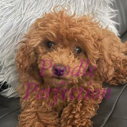 Ruby  - Poodle