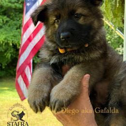 Yellow collar - Sable male German Shepherd puppy in Anderson, South Carolina from StaFra German Shepherd Dogs