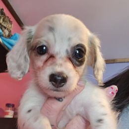 Girl 2 - Black female Dachshund puppy in Rutherfordton, North Carolina from Knock Out Doxie’s