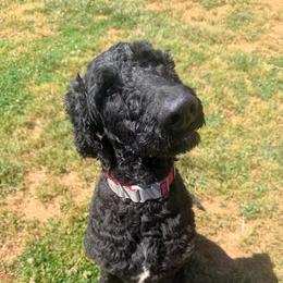 Chase - trained - Black male Bernedoodle puppy in Boonville, North Carolina from Doods & Dolls