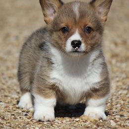 American Corgi, French Bulldog, and Pembroke Welsh Corgi Puppies from Moonstone Corgis & Frenchies