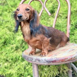 April - Dachshund