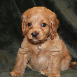 Parker - Buff male Cockapoo puppy in Perry, Arkansas from Parker's Cockapoos