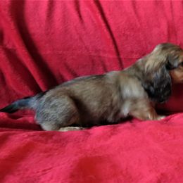 Dachshund Puppies from Brenda Johnson