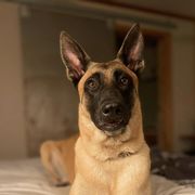 Working Dog Crosses from Broadwater K9