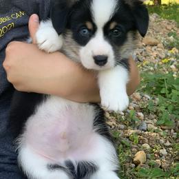 Border Collie and Pembroke Welsh Corgi Puppies from Whisenhunt Farms