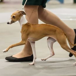 Italian Greyhound Puppies from Ruscelli Italian Greyhounds