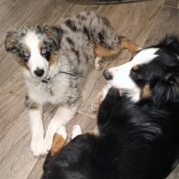 Miniature Australian Shepherds and Toy Australian Shepherds from DeWitt's Legacy Unlimited