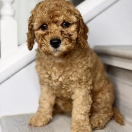 Red - Red female Australian Labradoodle puppy in Antelope, California from Adorable Labradoodle