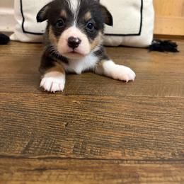 Grey Collar - Black and tan male Pembroke Welsh Corgi puppy in Elberton, Georgia from Lonesome Boone Corgis
