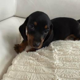 Boy 2 - Black and tan male Dachshund puppy in Spokane, Washington from Dearhaven Doxie