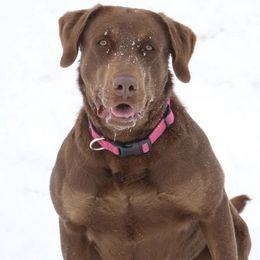 Labrador Retrievers from KB Farms