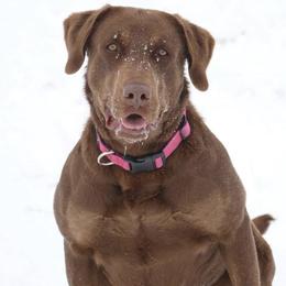 Labrador Retrievers from KB Farms