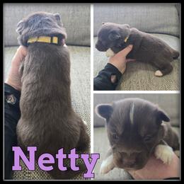 Netty - Red and white female Siberian Husky puppy in Wheeler, Michigan from Haase Family Kennels