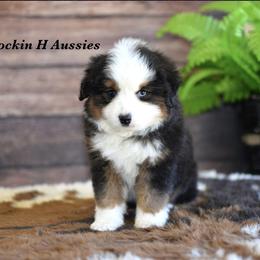 BTM 1 - Black tri male Toy Australian Shepherd puppy in Russellville, Arkansas from Rockin H Aussies