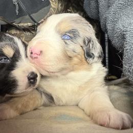 Boy 3-Blue Merle - Blue merle male Australian Shepherd puppy in Mayfield, Kentucky from Hamilton Farms