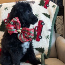 Mint collar female - Black female Goldendoodle puppy in Christiana, Tennessee from Rechlicz Family Doodles