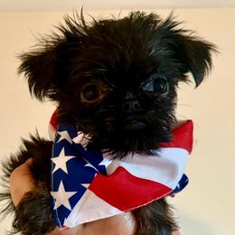 Pixie - Black and tan female Brussels Griffon puppy in Brooks, Georgia from Brooks Berner Bears & Brussels Griffons