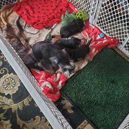 Miniature Schnauzer Puppies from Nature's Nook