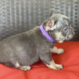 French Bulldogs and Goldendoodles from Goldilock’s Goldendoodles