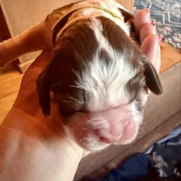 Green - Liver and white male English Springer Spaniel puppy in Wells, Vermont from Everyday Sunshine Springers