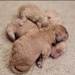 Maltese and Poodles from 209 Puppies California