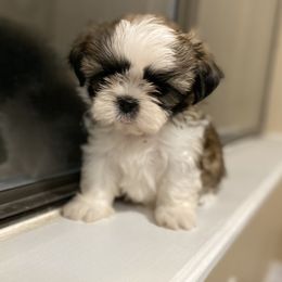 Shih Tzu Puppies from Willow Lane Shih Tzus