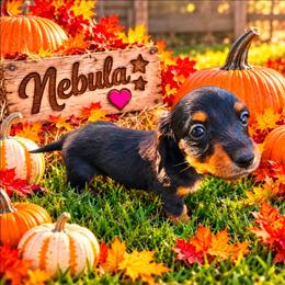 Nebula - Black and tan female Dachshund puppy in Vacaville, California from SchmooterBabies