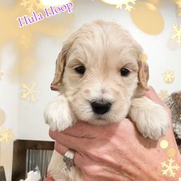 Hula Hoop - Cream female Goldendoodle puppy in Sterling, Illinois from Charley's Goldendoodles
