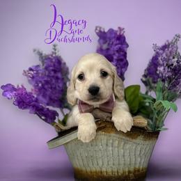 Dachshund Puppies from Legacy Lane Dachshunds